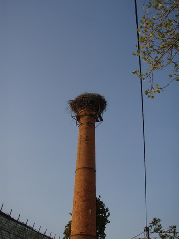 storks nest